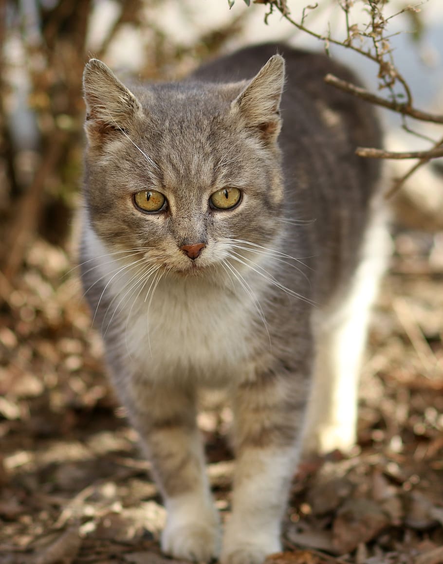 cat, white, gray, fur, feline, cute, tamed, domestic, pets HD wallpaper