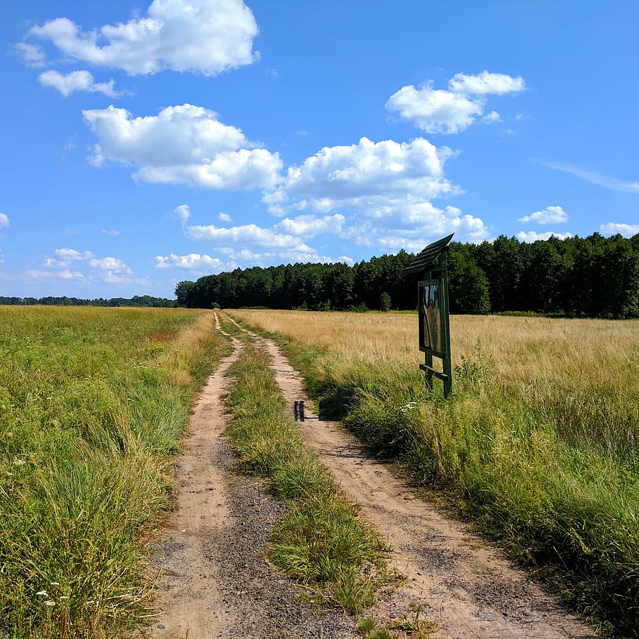 polska, łapczyce, trees, forest, woods, fields, grass, blue HD wallpaper