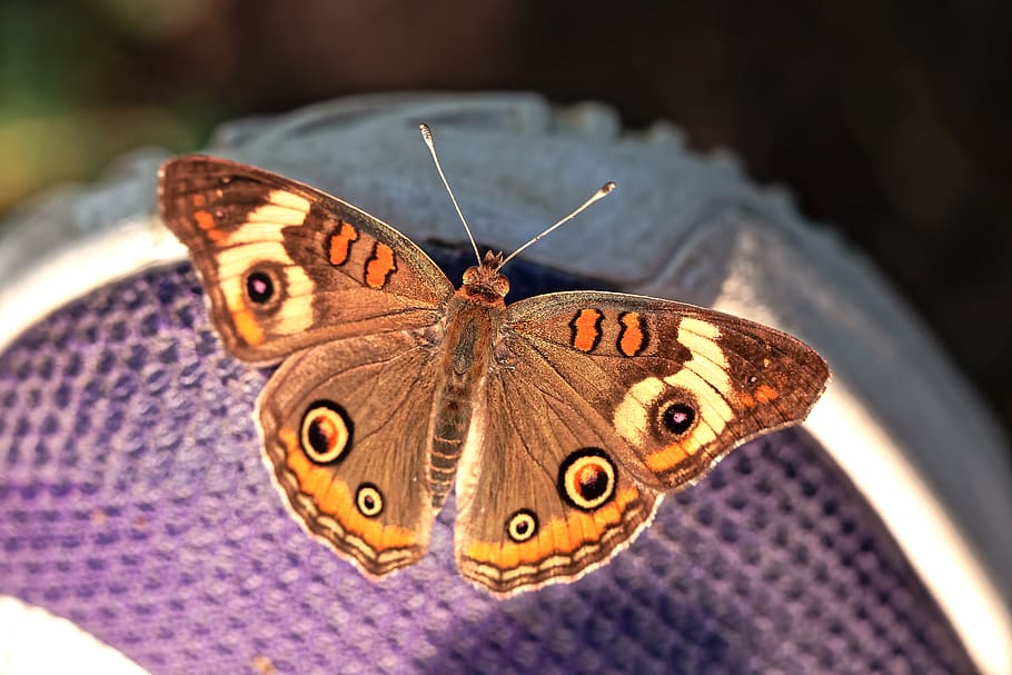 butterfly, shoe, macro, animal themes, invertebrate, insect HD wallpaper