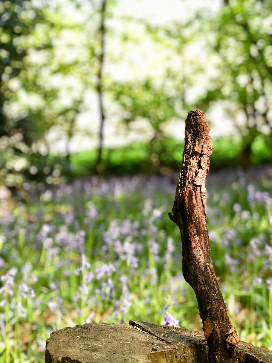 united kingdom, northamptonshire, forest, trees, woods, woodland, HD wallpaper