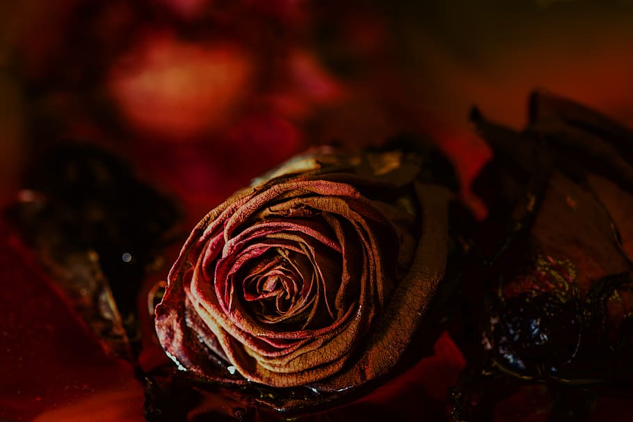 pink, red, romantic, flower, affection, close-up, beauty in nature HD wallpaper