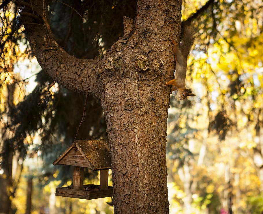 park, squirrel, feeder, autumn, tree, nature, rodent, tail HD wallpaper