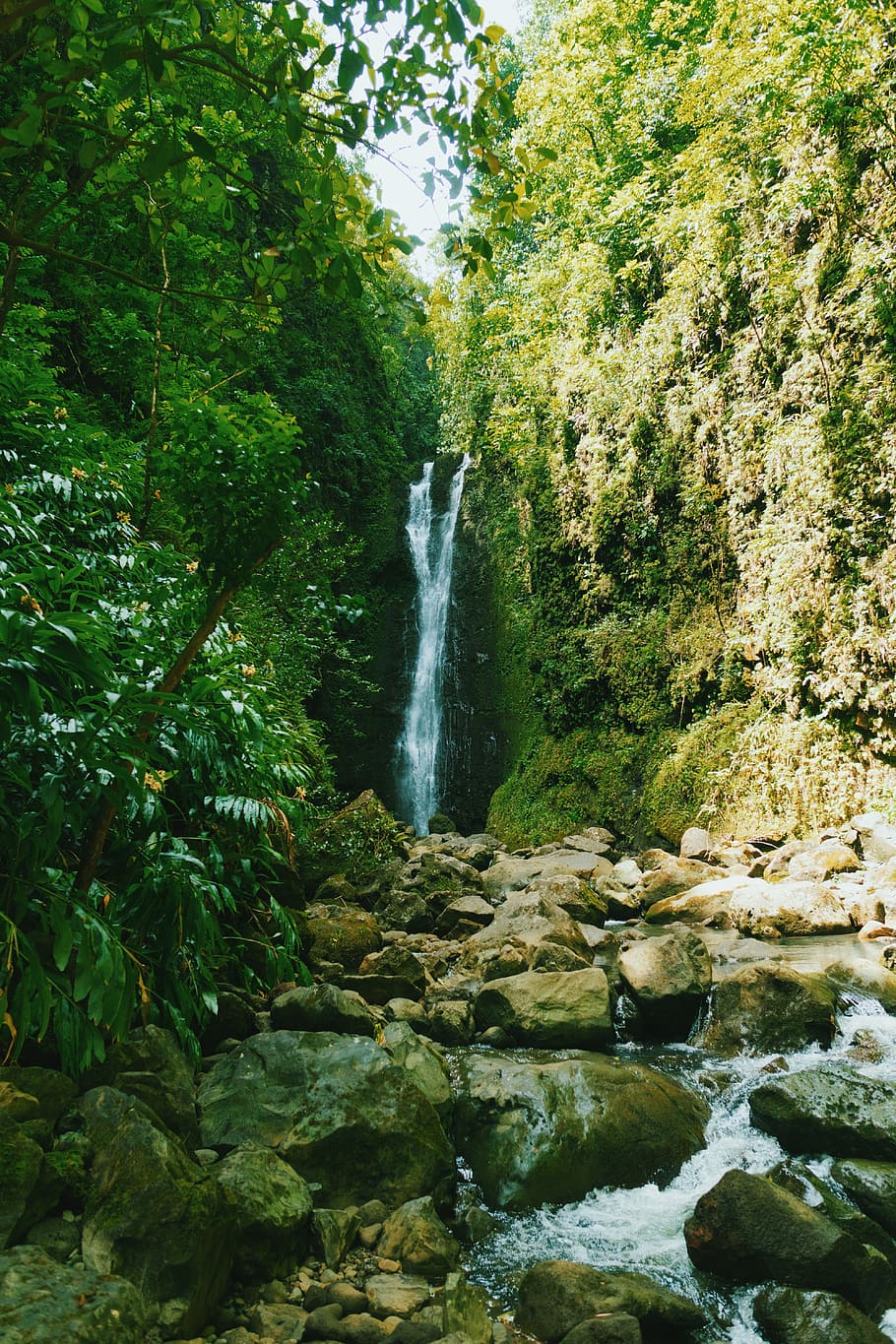 tropical, hawaii, waterfall, tree, plant, forest, motion, beauty in nature HD wallpaper