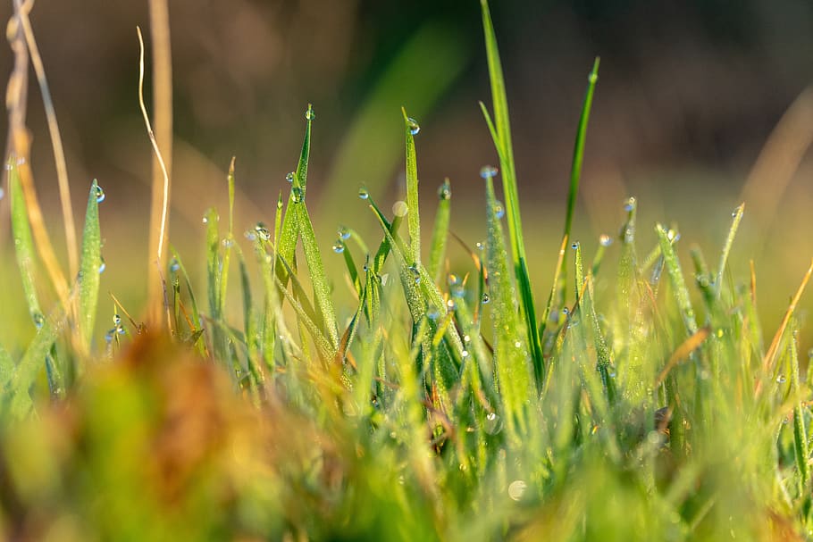 spring, dew, nature, green, morning, grass, leaf, plants, garden HD wallpaper