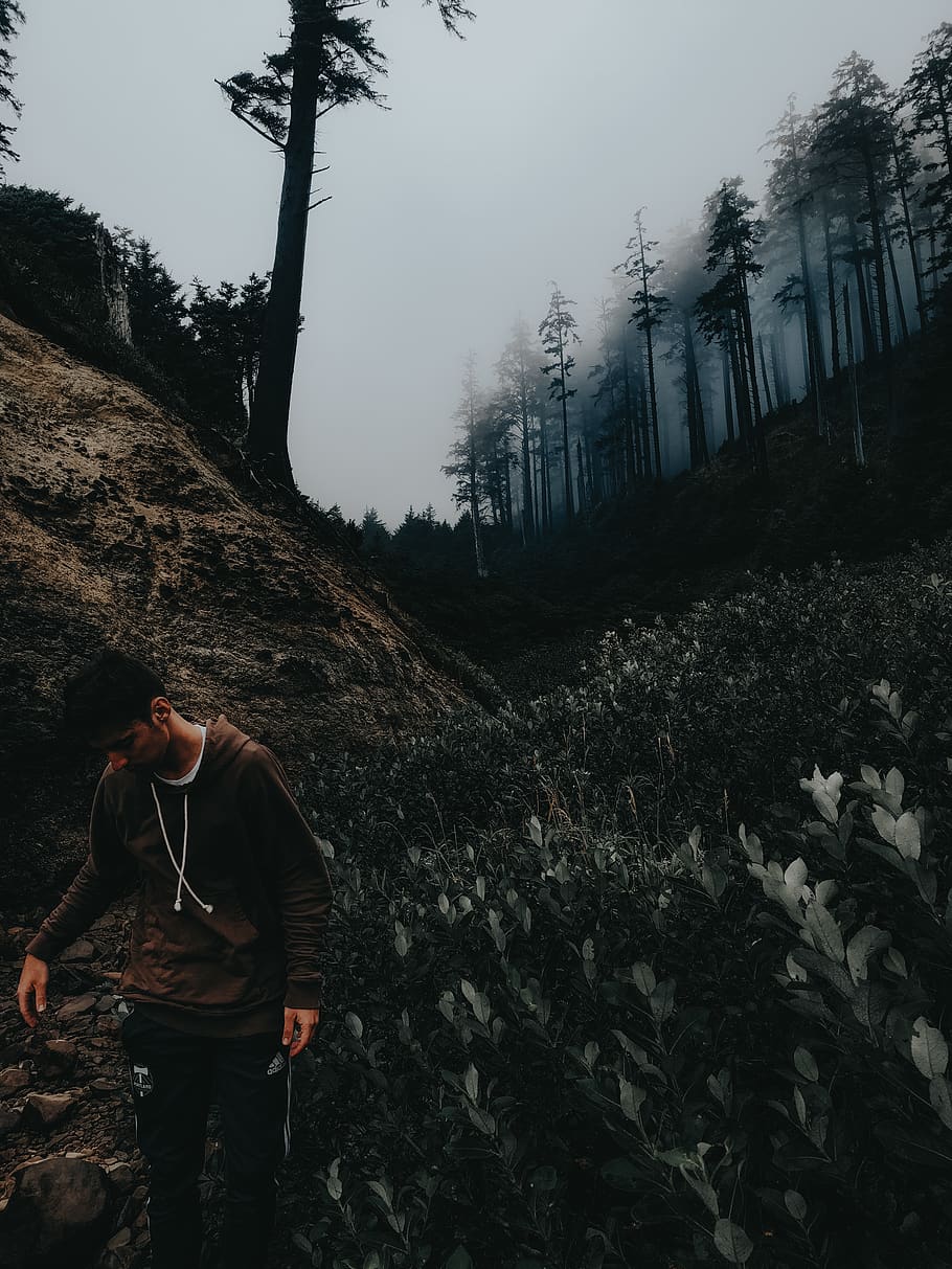foreset, trees, oregon, adventure, portrait, people, nature HD wallpaper