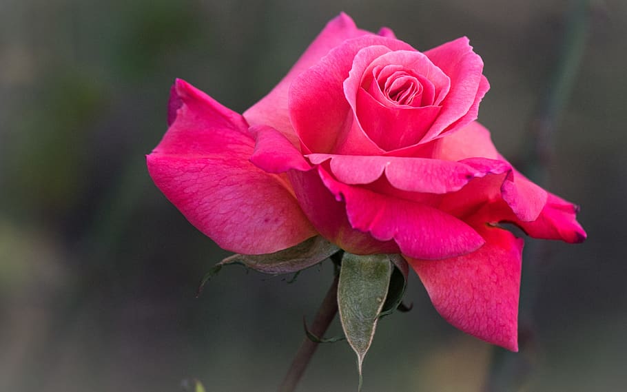 rose, romantic, love, rose bloom, beauty, beautiful, pink, greeting card HD wallpaper