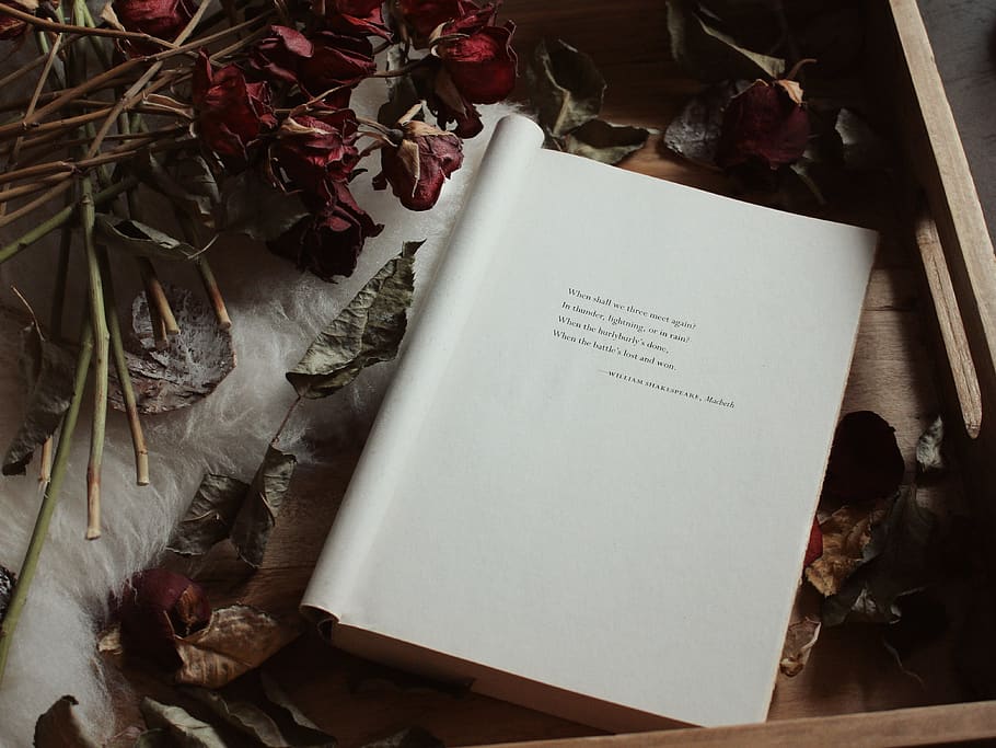 white book, paper, indoors, publication, no people, plant, text HD wallpaper