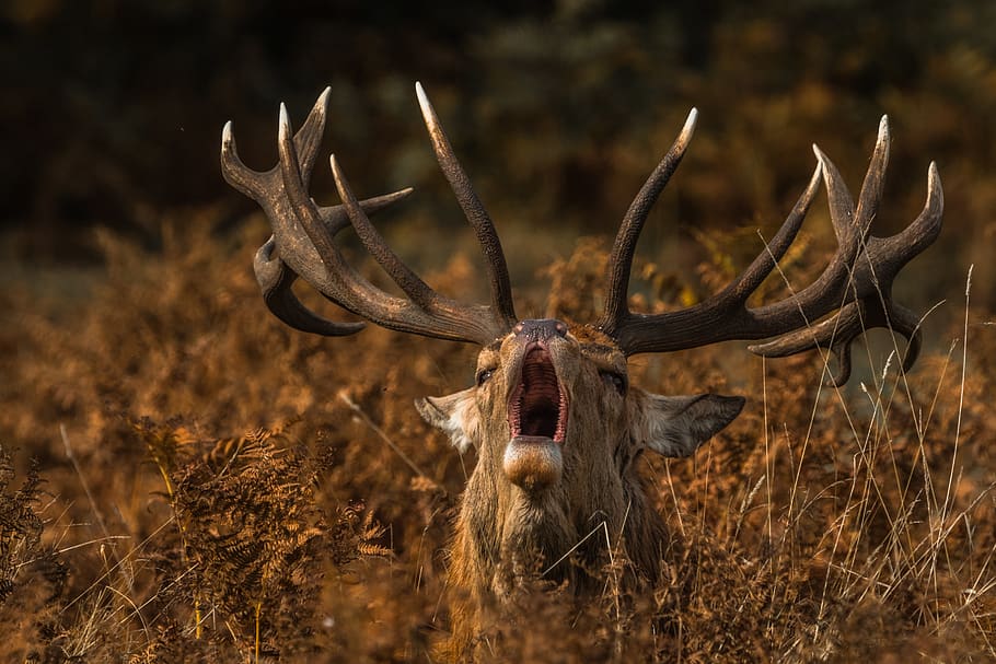 brown deer on forest, animal wildlife, one animal, animal themes HD wallpaper