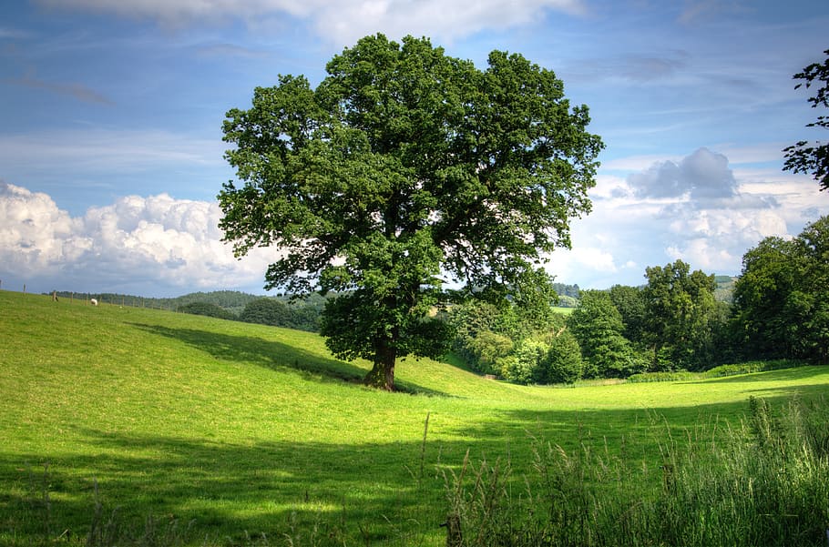 Green Tree on Grass Field during Daytime, clouds, farmland, grassland HD wallpaper