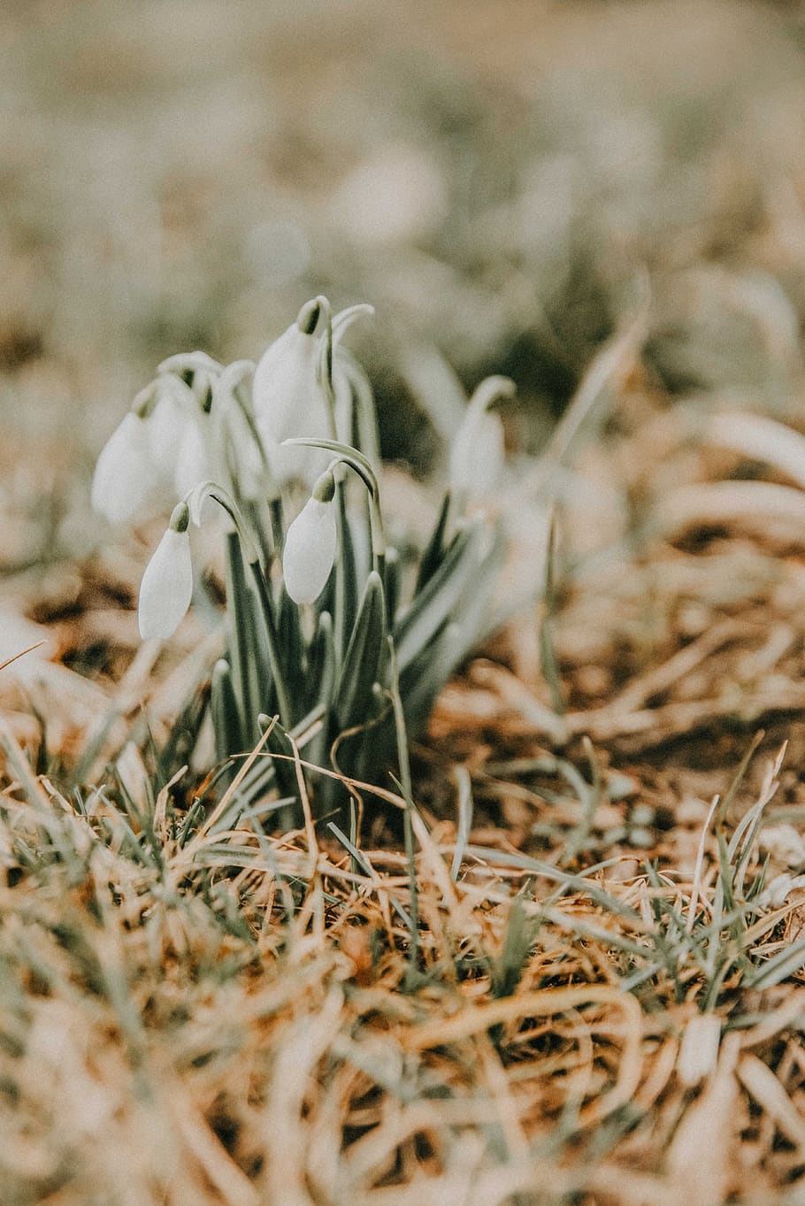 white blooming flower, plant, selective focus, close-up, vulnerability HD wallpaper