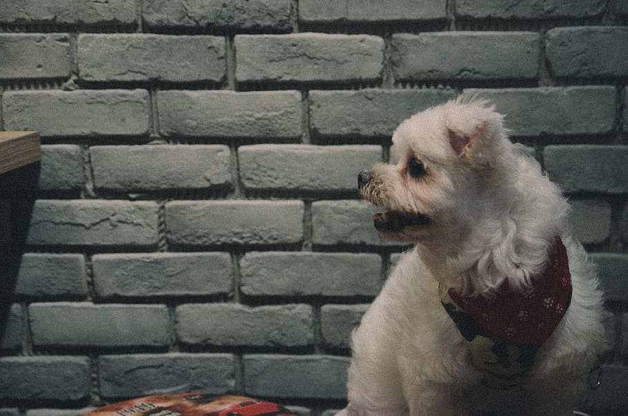 dog looking on the right side, canine, mammal, animal, pet, brick