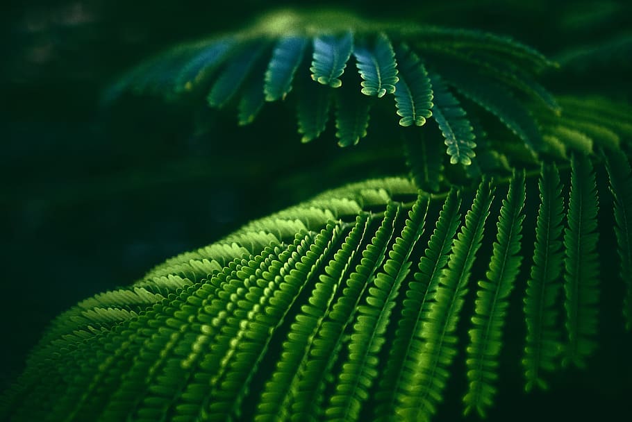 selective focus photography of green pinate leaf plant, fern HD wallpaper