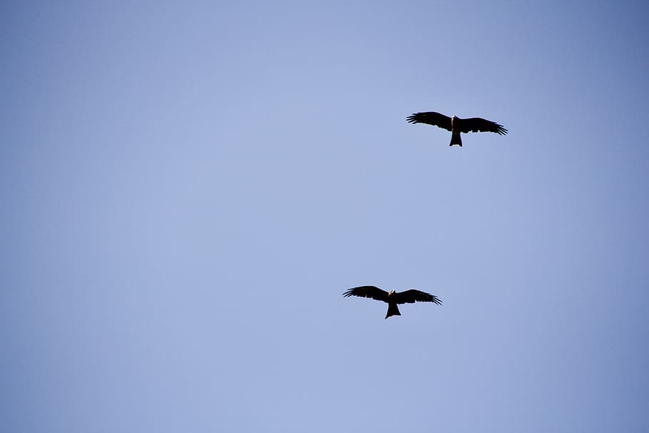 india, goa, asia, eagles, wind, mapusa, sky, flying, animal themes HD wallpaper