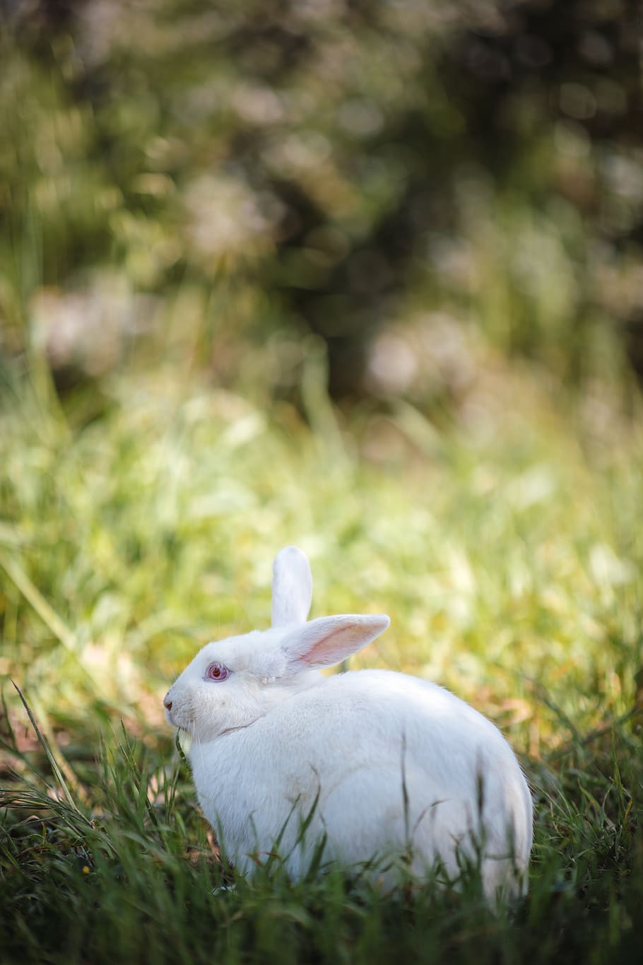 Фото white rabbit