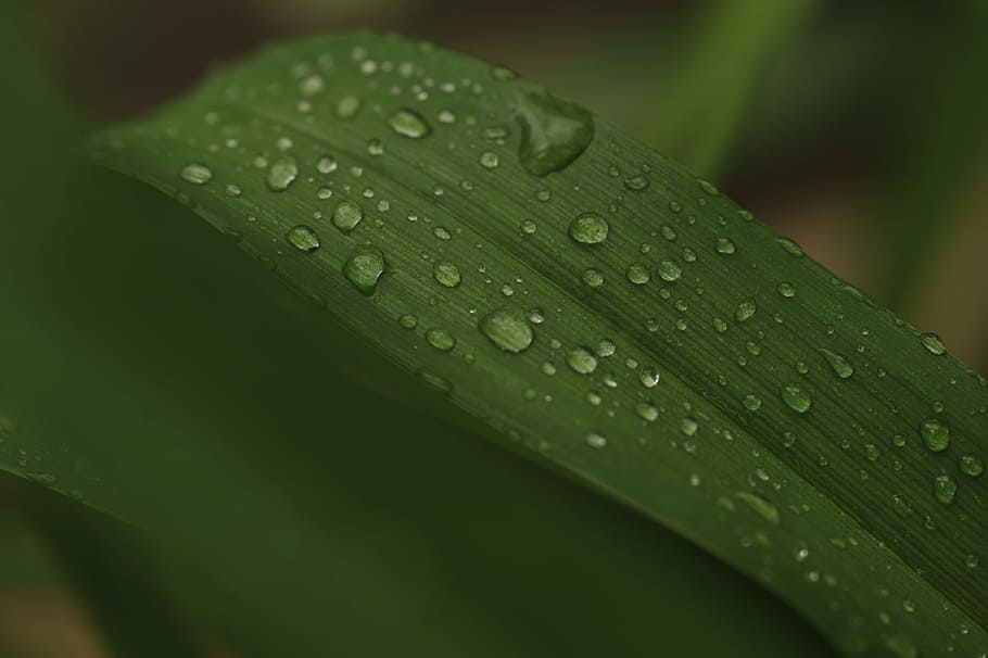 Water Dew Photo of Green Leaf Plant, bright, close-up, droplets HD wallpaper