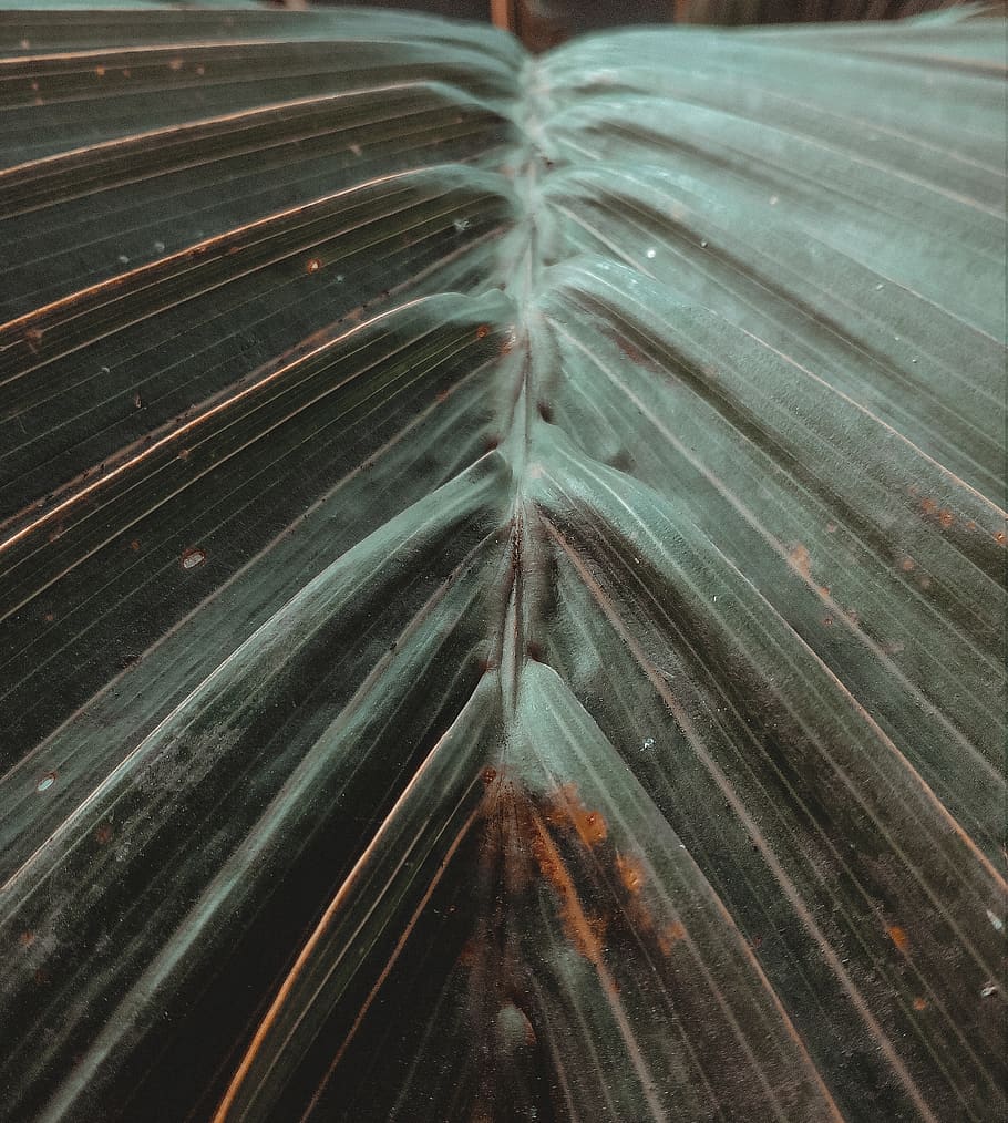 Close Up View of Green Leaf, close-up, green leaves, light, outdoors HD wallpaper