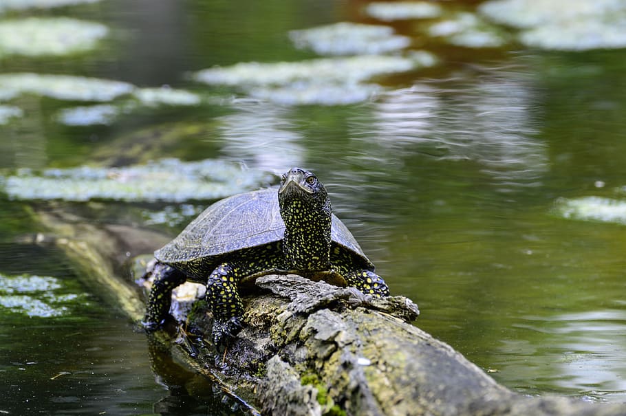 european, marsh turtle, pond, reptile, water creature, panzer HD wallpaper