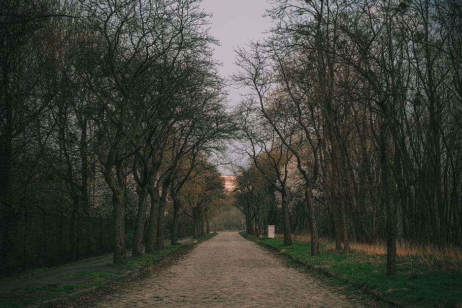 street, dark, trees, road, way, pavement, alone, spring, begin HD wallpaper