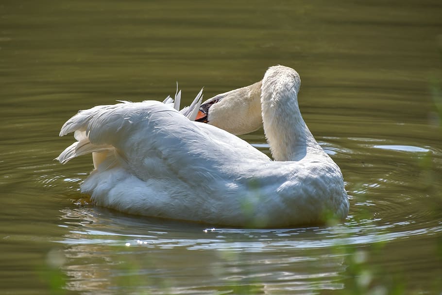 swan, white, toilet, plumage, pond, water, bird, vertebrate