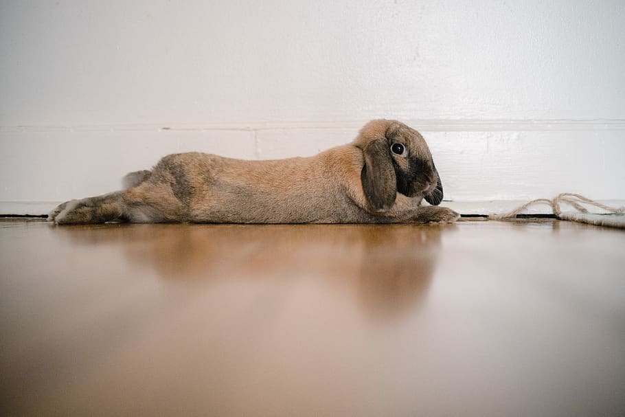 brown bunny, one animal, mammal, relaxation, animal wildlife HD wallpaper
