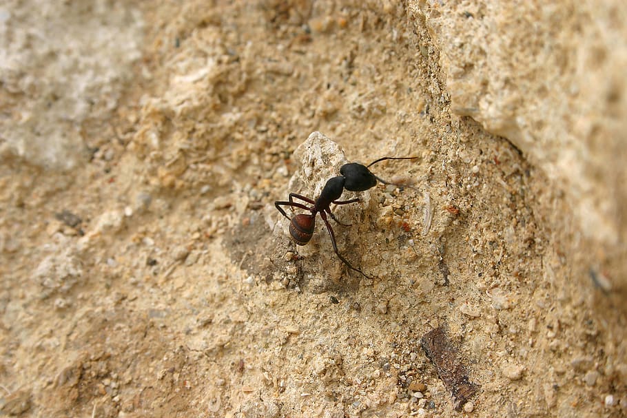 ant, sand, nature, summer, waves, holiday, landscape, steps HD wallpaper