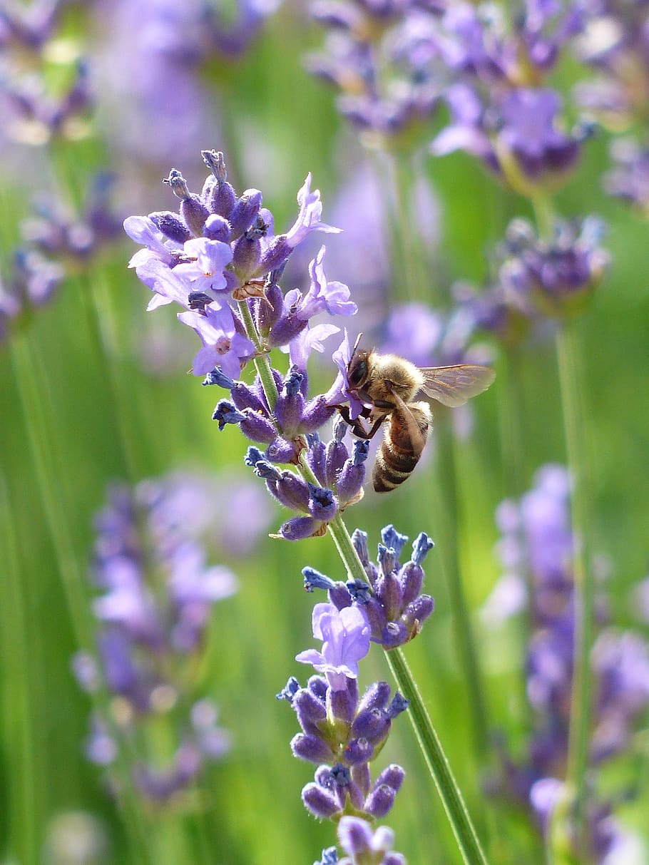 Yellow and Black Bee, inflorescence, insect, lavandula, lavandula angustifolia HD wallpaper
