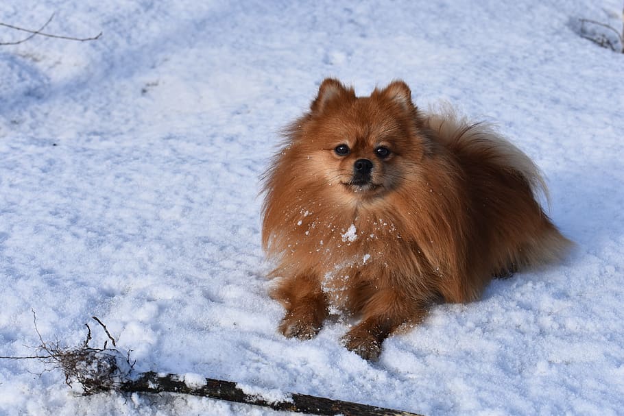 spitz, dog, winter, snow, animals, cute, fur, breed, portrait HD wallpaper