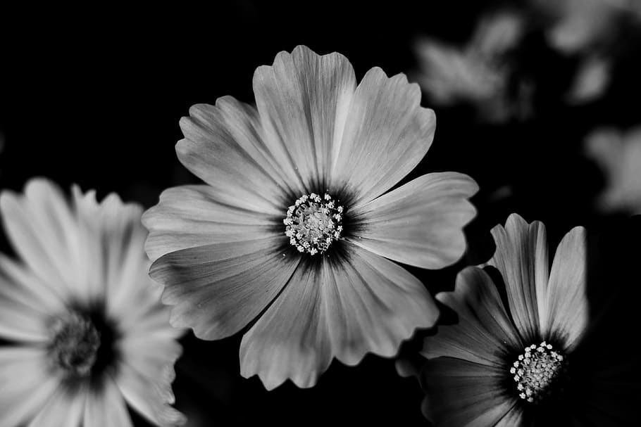 flower, cosmos flower, flowering plant, vulnerability, fragility HD wallpaper