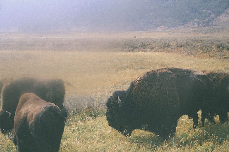 buffalo, nature, yellowstone, mammal, animal themes, field HD wallpaper
