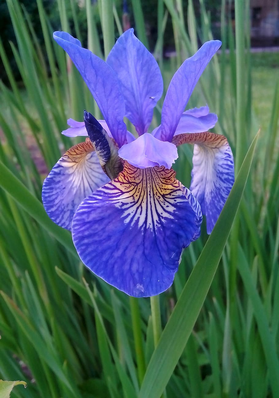 iris, flower, grass, nature, purple, flowering plant, fragility HD wallpaper