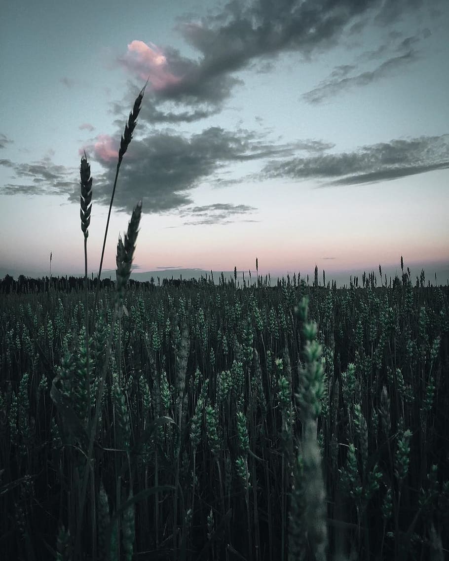 Wheat Field Under Cloudy Sky, close-up, clouds, crops, environment HD wallpaper