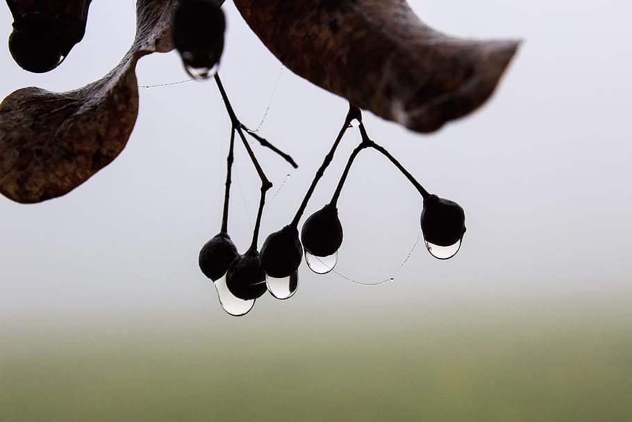 fog, linde, branch, seeds, spinnfaden, drop of water, leaf HD wallpaper