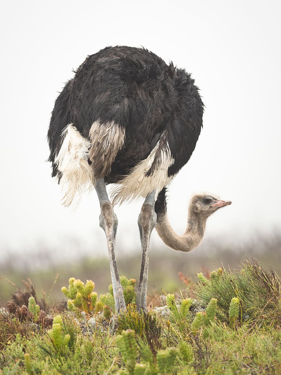 Ostrich Standing on Green Grass, animal, animal photography, daylight, HD wallpaper