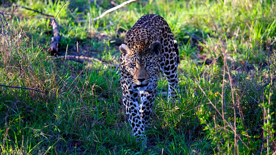 leopard walking on grass field during daytime, wildlife, mammal HD wallpaper