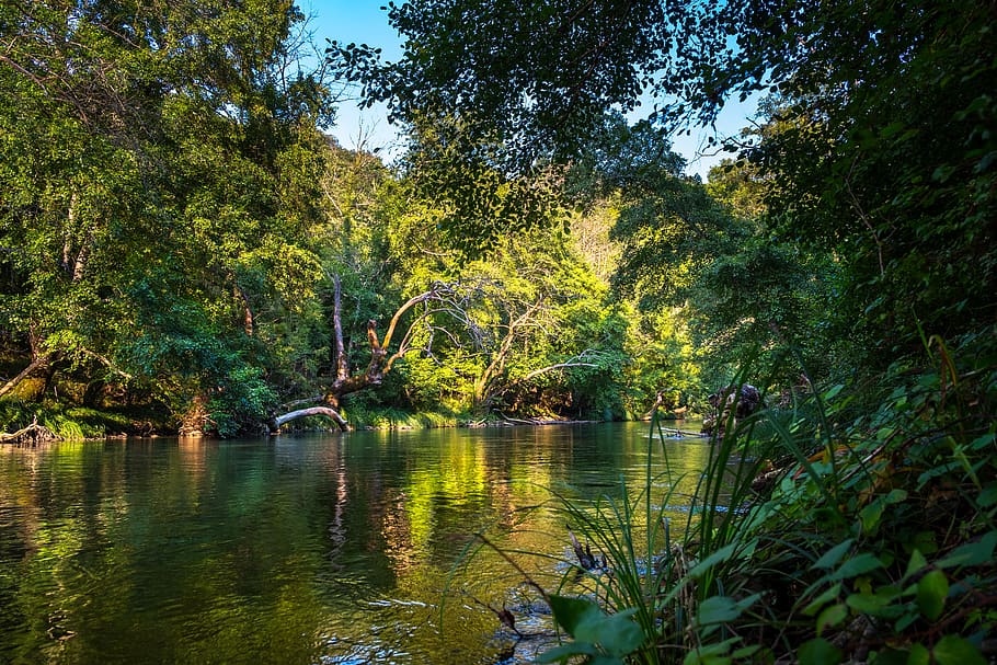 rainforest, river, water, nature, flow, jungle, landscape, environment HD wallpaper