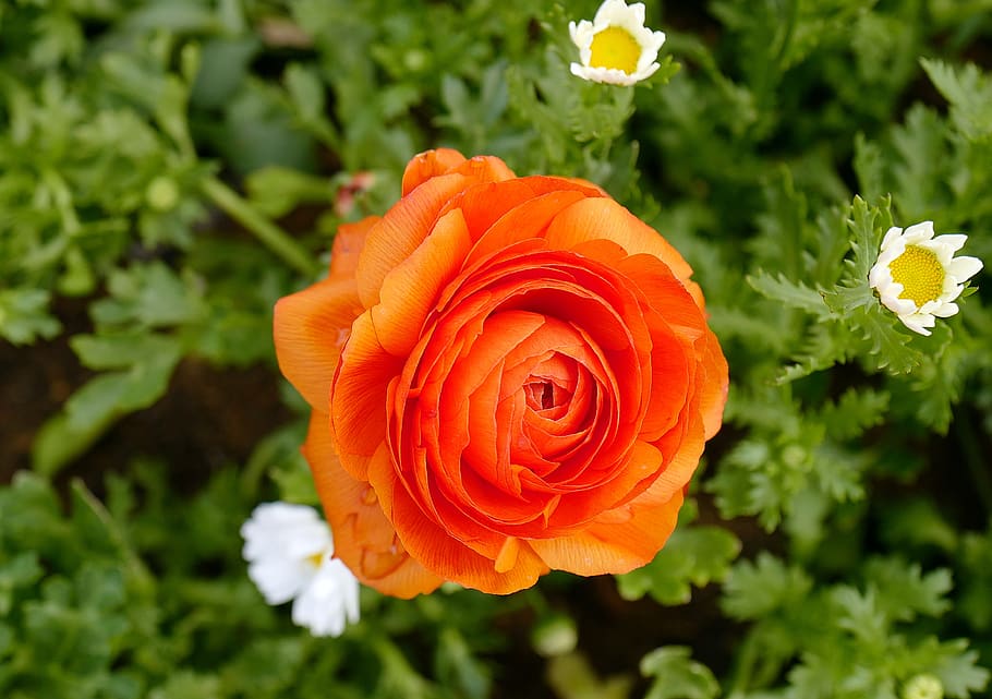 flower, red, nature, beautiful, romantic, summer, spring, flowers HD wallpaper