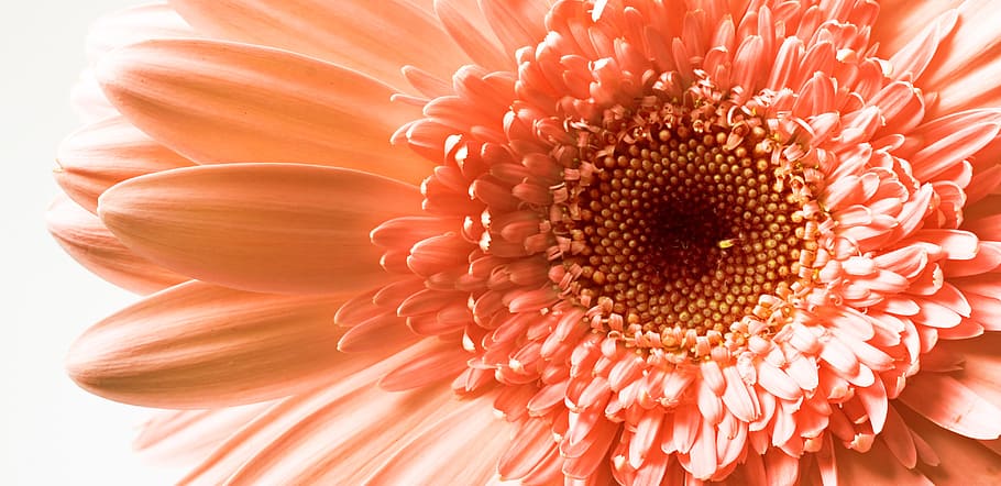 con2011, beautiful, bloom, blossom, bright, detail, flora, flower HD wallpaper