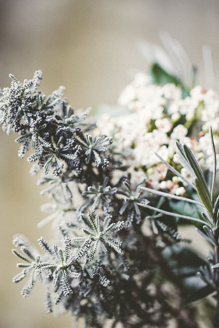 united kingdom, essex, texture, silver, grey, cotton lavender HD wallpaper