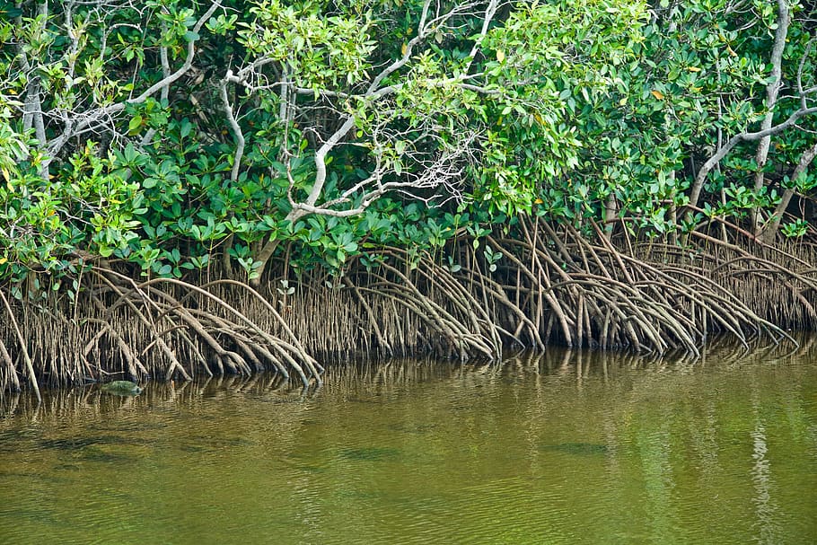 mangroves, tropical, water, plant, sea, river, tree, green color, HD wallpaper