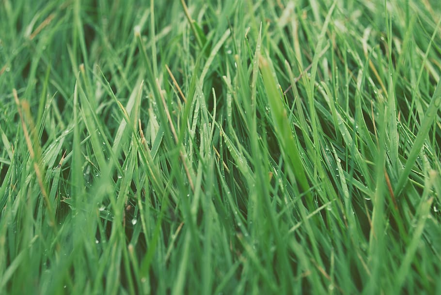 green grasses, green color, full frame, plant, growth, backgrounds HD wallpaper