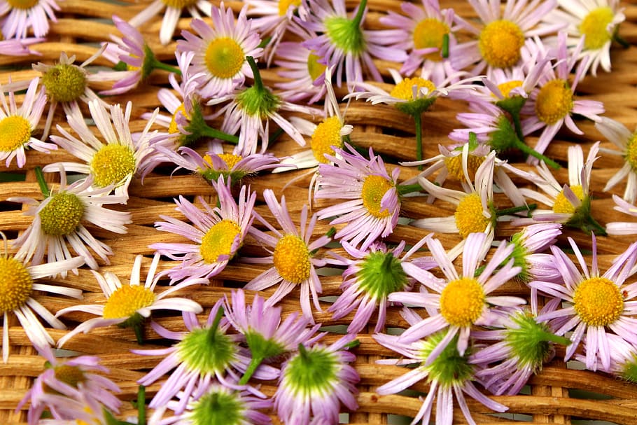 flowers, tiny flowers, the background, texture, the structure of the HD wallpaper