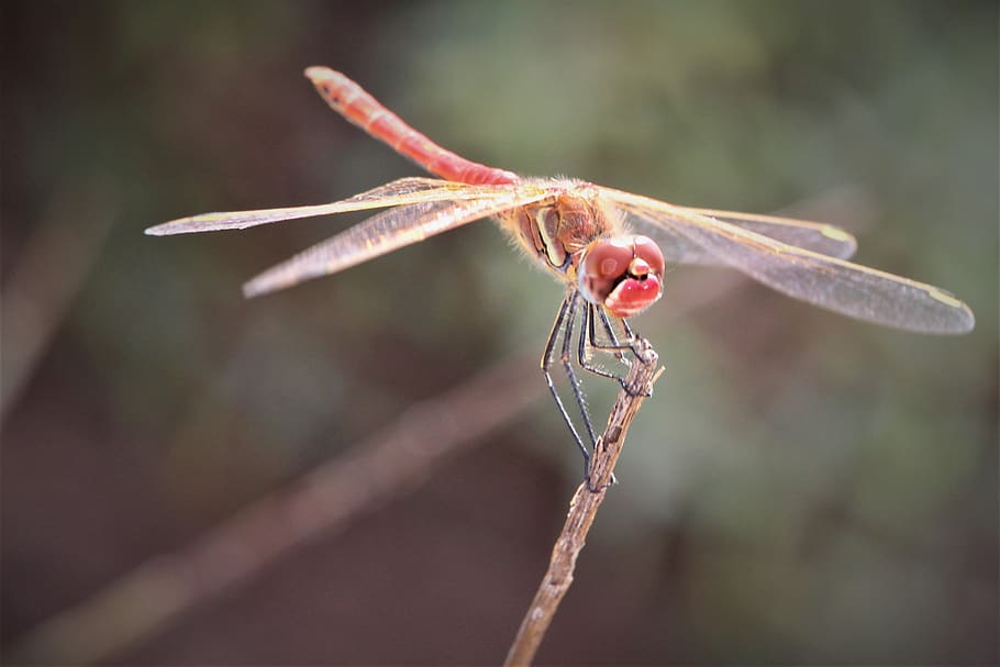 dragonfly, insect, nature, bug, wildlife, wing, summer, red HD wallpaper