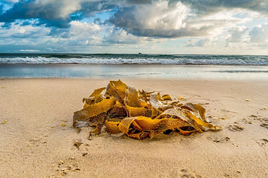 seashore, summer, ocean, sky, beach, byron bay, seaweed, seascape HD wallpaper