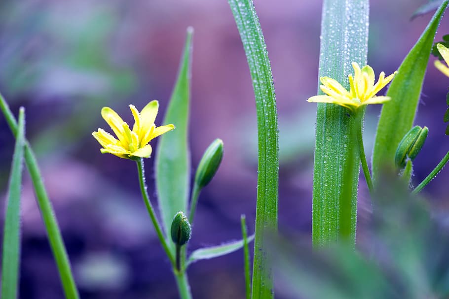 spring, flower, flowers, background, focus, closeup, outdoor HD wallpaper