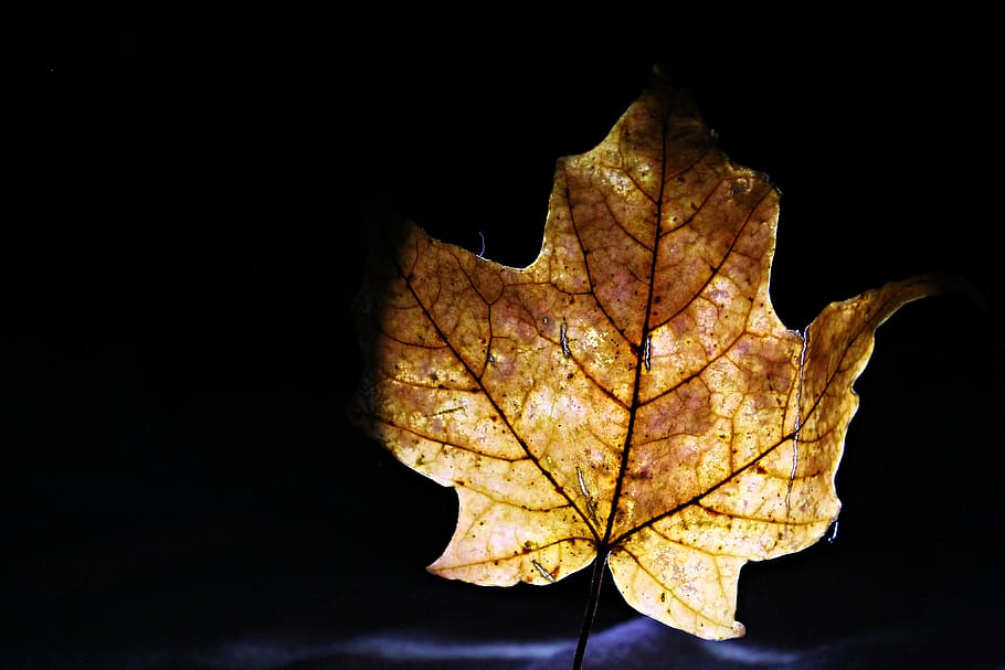 fall, stem, close-up, veins, spooky, leaf, plant part, autumn HD wallpaper