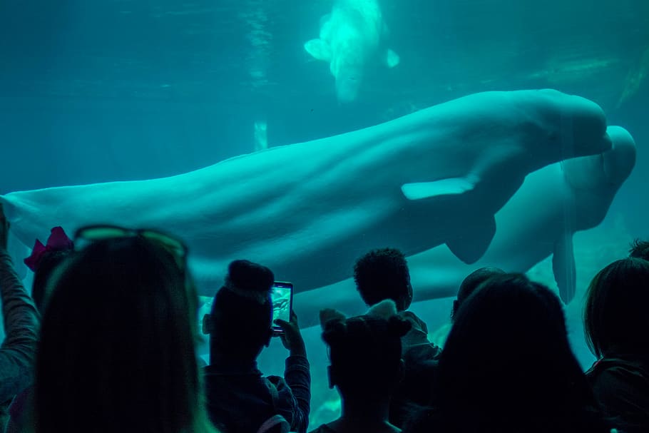 people taking photo in front of aquarium, person, human, sea life