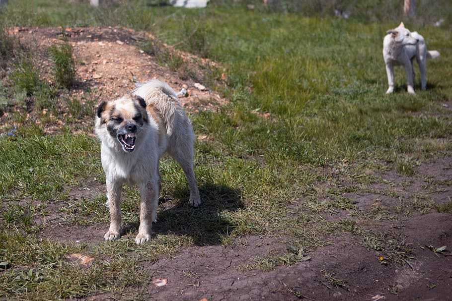 aggression, aggressive, alert, anger, angry, animal, barking HD wallpaper