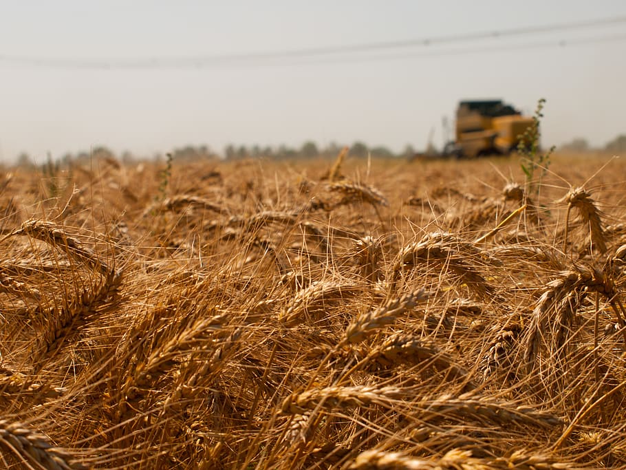 wheat, summer, field, cereals, nature, agriculture, food, crops HD wallpaper