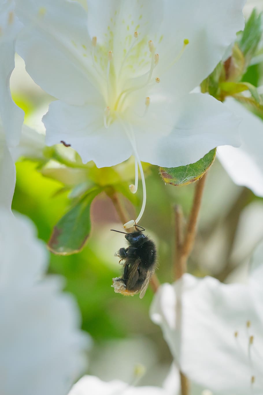 bumblebee, azalea, macro, flower, nature, one animal, animal themes HD wallpaper