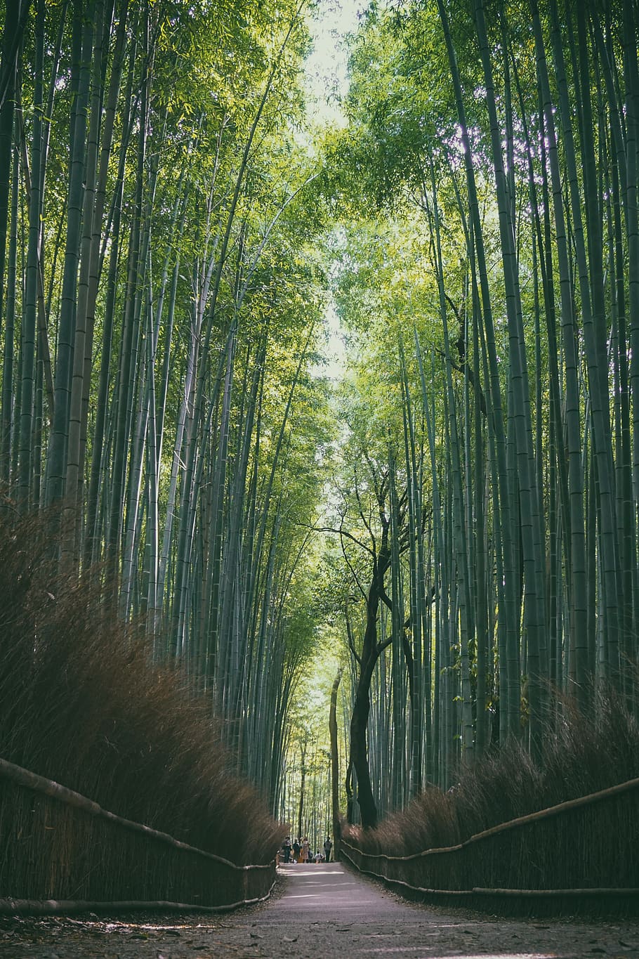 japan, kyōto-shi, arashiyama yoshimura, bamboo, light, forest